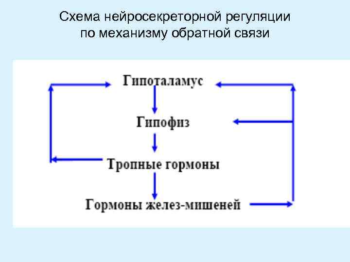 Схема нейросекреторной регуляции по механизму обратной связи 