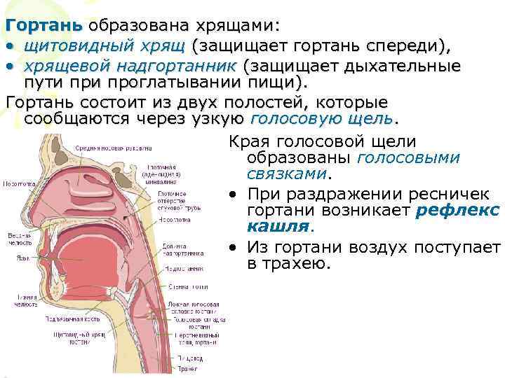 Хрящевой надгортанник в гортани