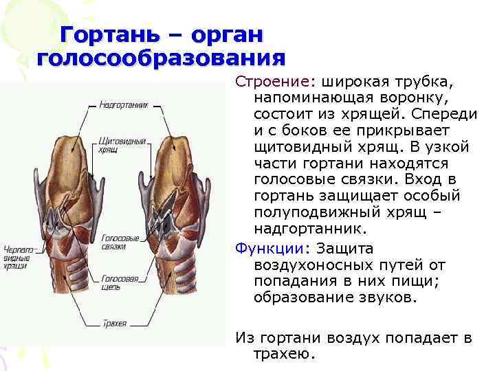 Гортань строение и функции