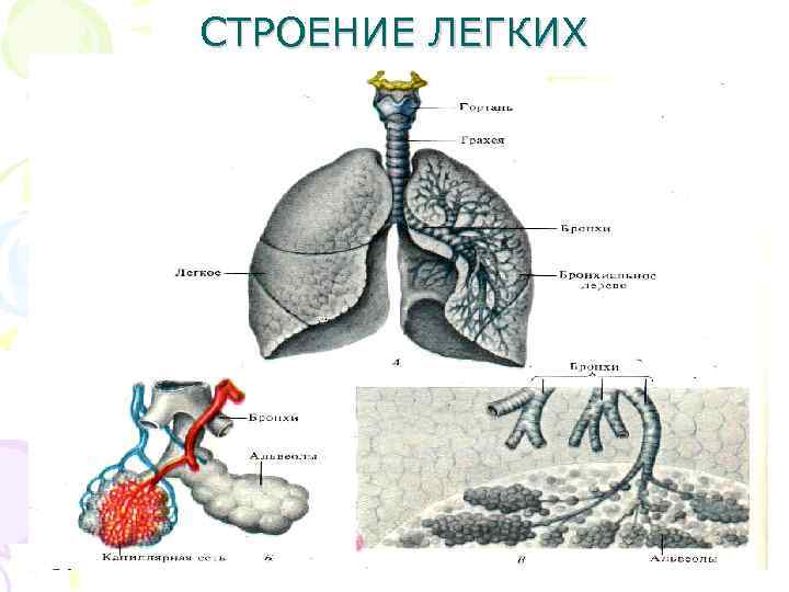 Структура легких. Внутреннее строение легкого. Строение легкого физиология. Внешнее строение легкого. Строение легких животных.