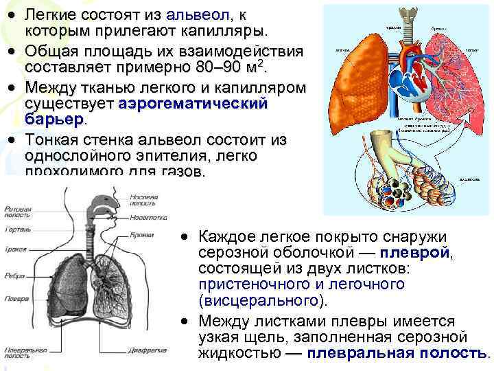  • Легкие состоят из альвеол, к которым прилегают капилляры. • Общая площадь их