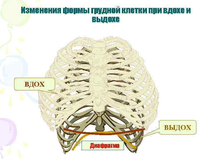 Изменения формы грудной клетки при вдохе и выдохе ВДОХ ВЫДОХ Диафрагма 