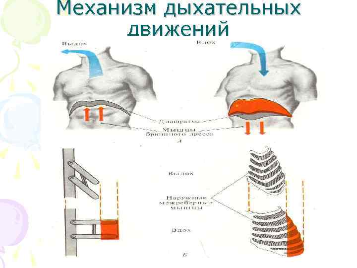 Дыхание движение. Механизм внешнего дыхания. Механизм внешнего дыхания физиология. Механизм дыхательных движений. Компрессионное дыхание механизм.