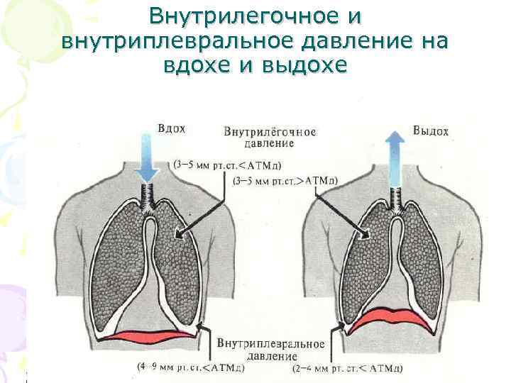 Установите последовательность процессов вдоха и выдоха. Физиология внешнего дыхания на вдох и выдох. Процесс вдоха и выдоха.