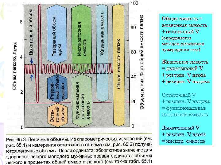 Общая емкость = жизненная емкость + остаточный V (определяется методом разведения чужеродного газа) Жизненная