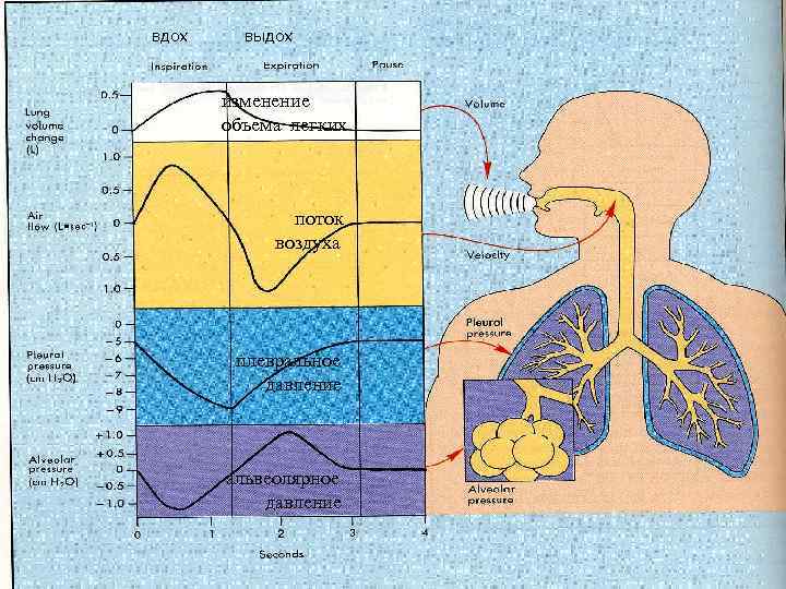 вдох выдох изменение объема легких поток воздуха плевральное давление альвеолярное давление 
