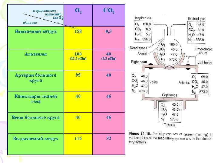  парциальное О 2 СО 2 давление, мм Hg область Вдыхаемый воздух 158 0,