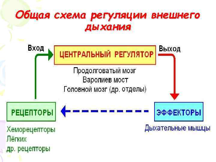 Общая схема регуляции внешнего дыхания 