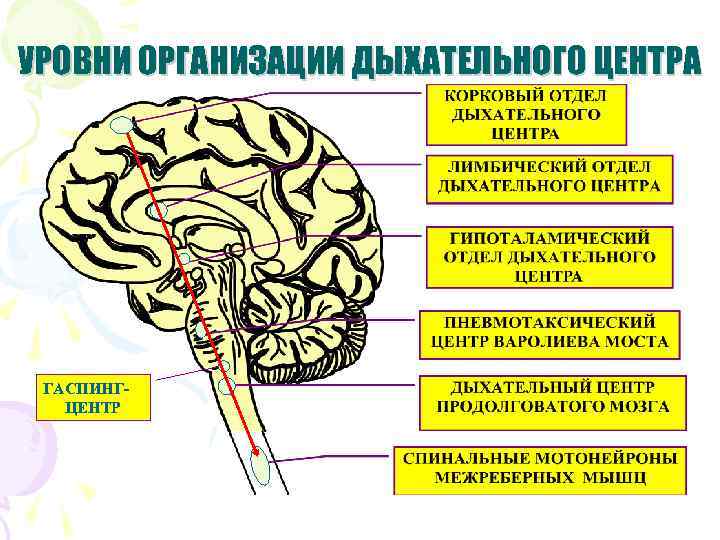 УРОВНИ ОРГАНИЗАЦИИ ДЫХАТЕЛЬНОГО ЦЕНТРА ГАСПИНГ- ЦЕНТР 