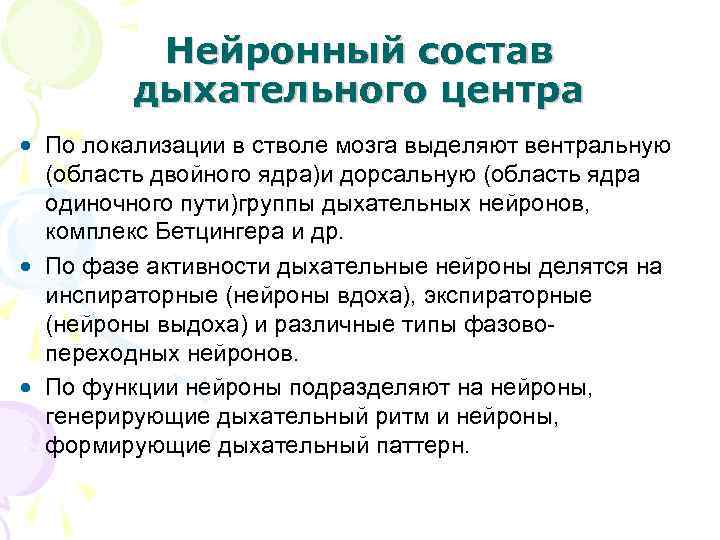  Нейронный состав дыхательного центра • По локализации в стволе мозга выделяют вентральную (область