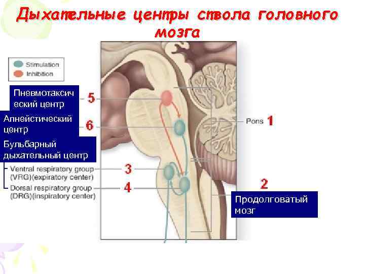  Дыхательные центры ствола головного мозга Пневмотаксич еский центр Апнейстический центр Бульбарный дыхательный центр