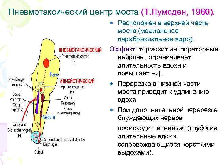 Пневмотаксический центр моста (Т. Лумсден, 1960). • Расположен в верхней часть моста (медиальное парабрахиальное