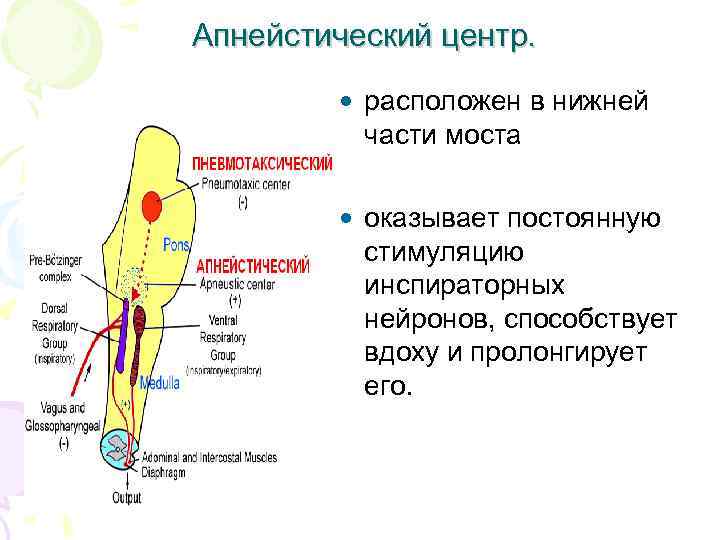 Апнейстическое дыхание рисунок