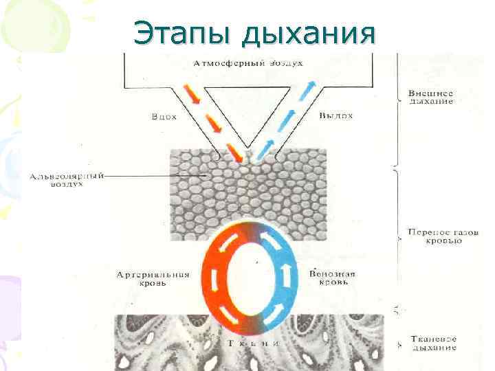 Этапы дыхания 