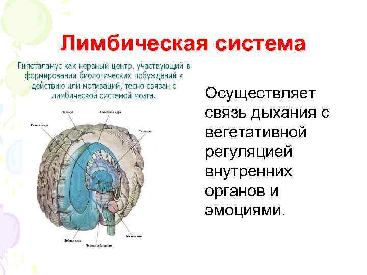 Лимбическая система • Осуществляет связь дыхания с вегетативной регуляцией внутренних органов и эмоциями. 