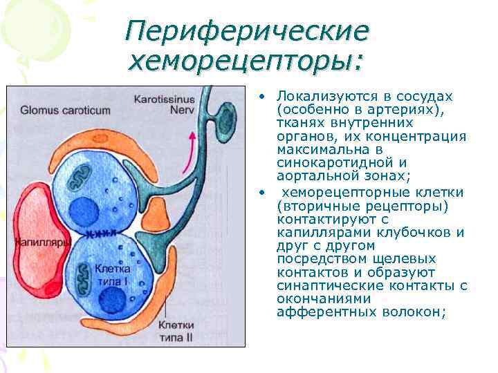 Давление в капиллярных клубочках