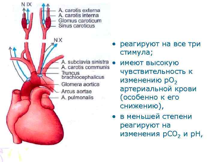  • реагируют на все три стимула; • имеют высокую чувствительность к изменению p.