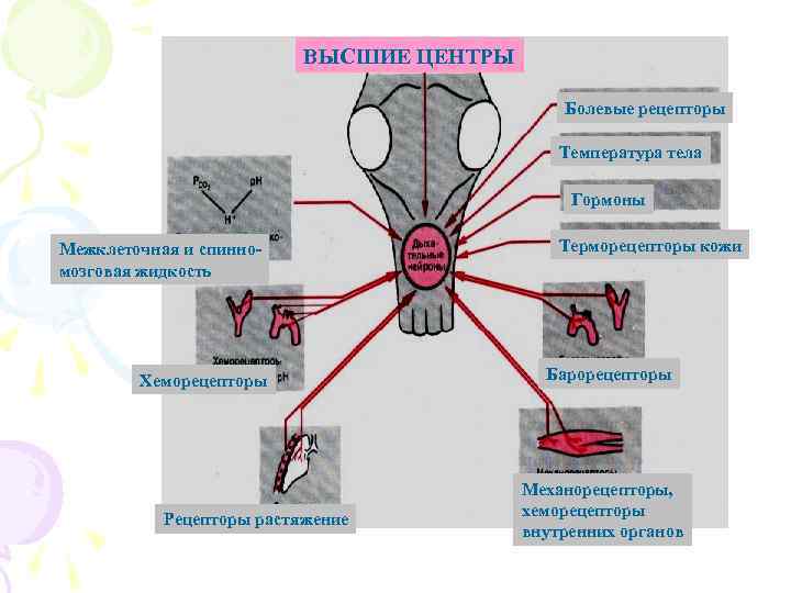 Виды механорецепторов схема