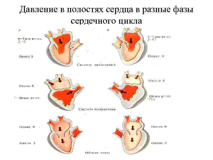 Давление в полостях сердца в разные фазы сердечного цикла 