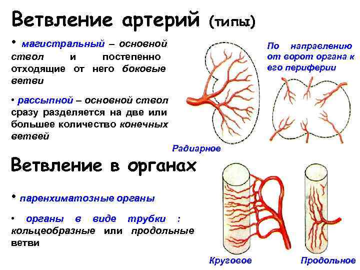 Соответствие артерии вены капилляры
