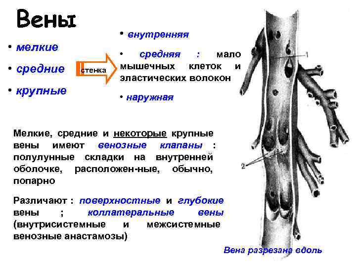 Вены имеют