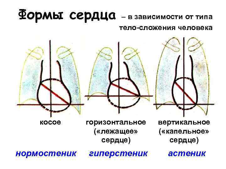 Формы сердца – в зависимости от типа тело-сложения человека косое горизонтальное вертикальное ( «лежащее»