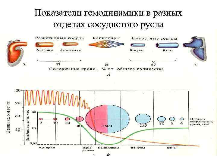 Показатели гемодинамики в разных отделах сосудистого русла 