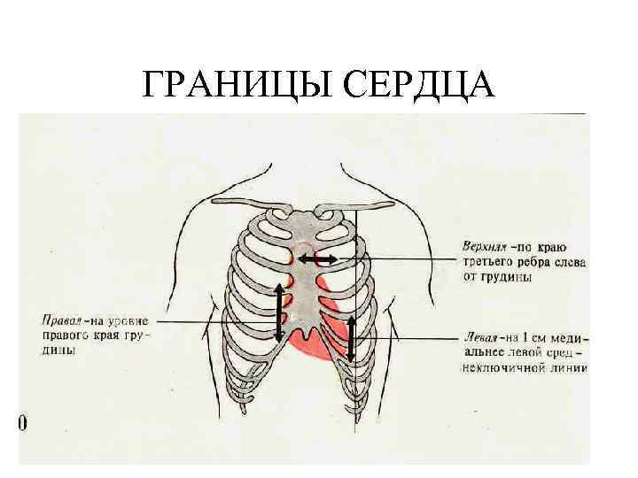 Границы сердца рисунок