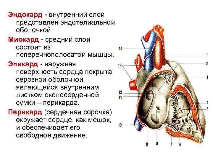 Скопление воздуха в перикарде латынь. Перикард эндокард. Миокард перикард эндокард. Миокард перикард эндокард функции. Строение сердца перикард эндокард.
