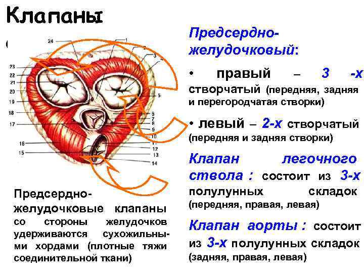 Клапаны сердца анатомия кратко