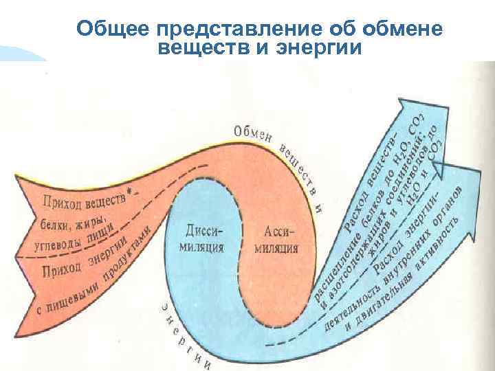Общее представление об обмене  веществ и энергии 