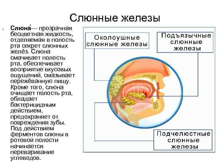  Слюнные железы Слюна — прозрачная бесцветная жидкость, отделяемая в полость рта секрет слюнных