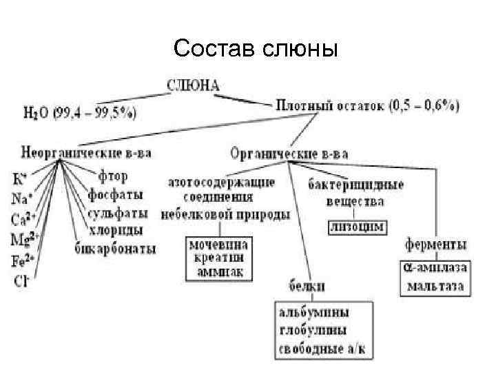 Состав слюны 