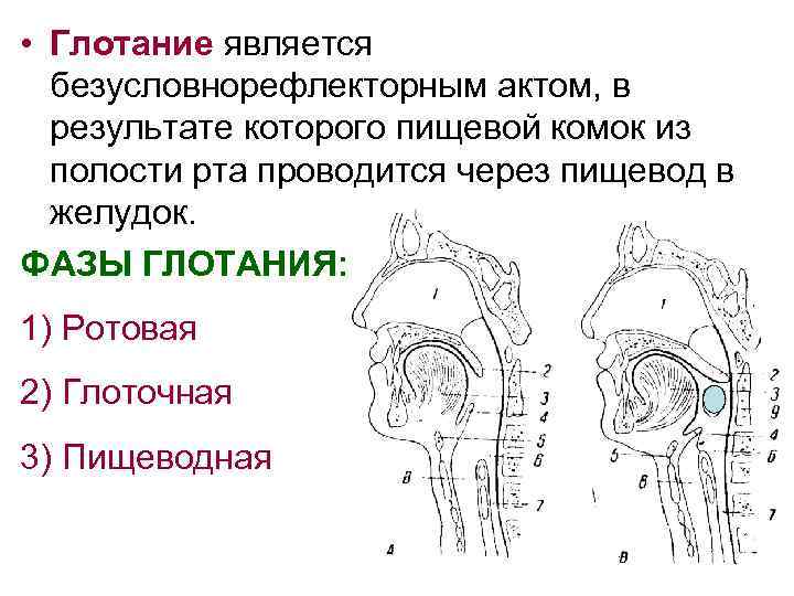 Схема глотательного рефлекса