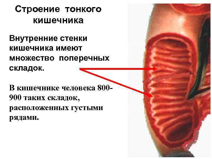 Строение тонкого. Строение тонкого кишечника человека. Тонкий кишечник анатомия. Тонкий кишечник анатомия человека.