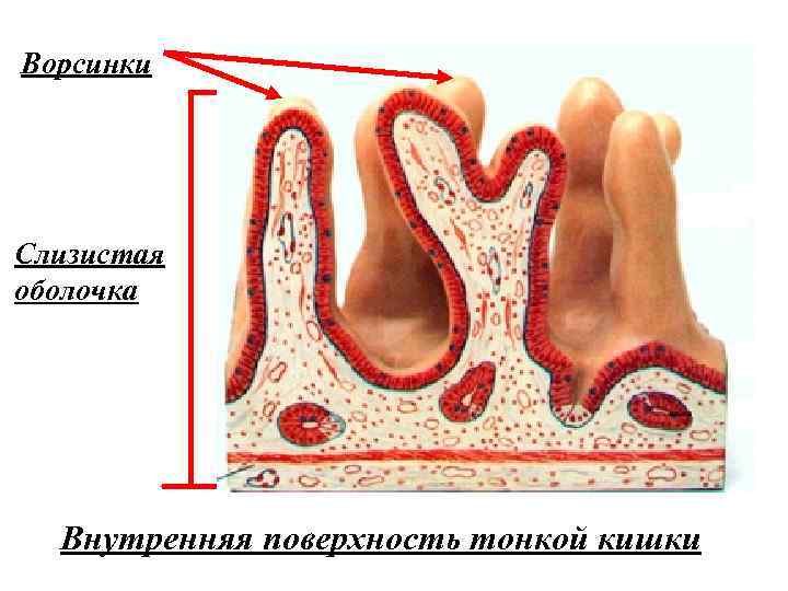 Ворсинки Слизистая оболочка Внутренняя поверхность тонкой кишки 