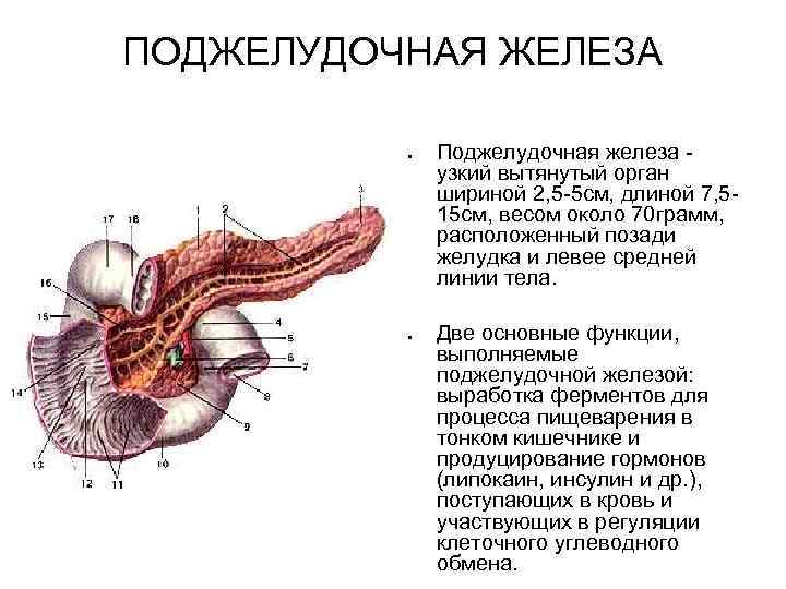 ПОДЖЕЛУДОЧНАЯ ЖЕЛЕЗА Поджелудочная железа - узкий вытянутый орган шириной 2, 5 -5 см, длиной