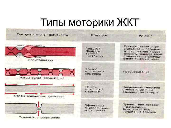 Типы моторики ЖКТ 