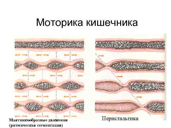  Моторика кишечника Маятникообразные движения Перистальтика (ритмическая сегментация) 