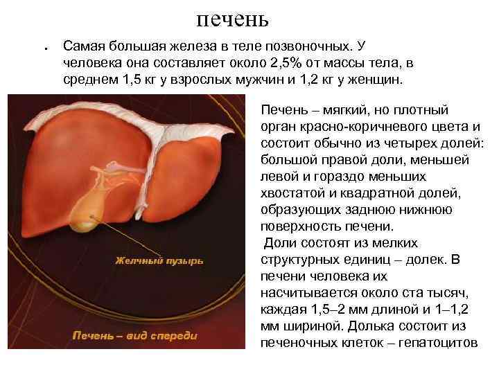  печень Самая большая железа в теле позвоночных. У человека она составляет около 2,