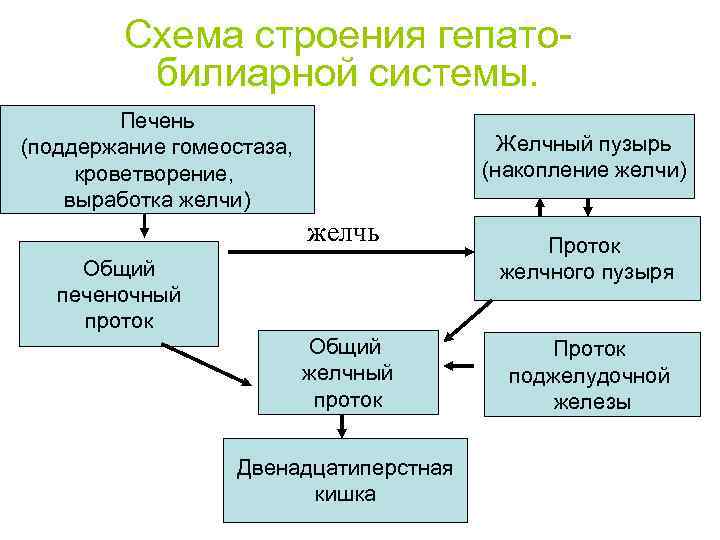  Схема строения гепато- билиарной системы. Печень (поддержание гомеостаза, Желчный пузырь кроветворение, (накопление желчи)