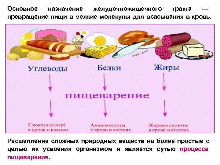 Основное назначение желудочно-кишечного тракта — превращение пищи в мелкие молекулы для всасывания в кровь.