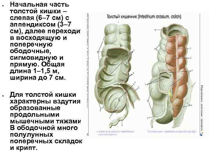  Начальная часть толстой кишки – слепая (6– 7 см) с аппендиксом (3– 7