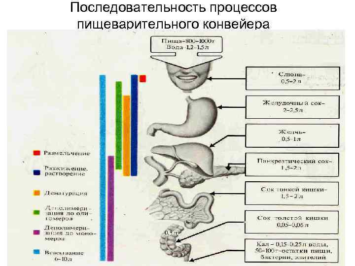 Последовательность процессов пищеварительного конвейера 