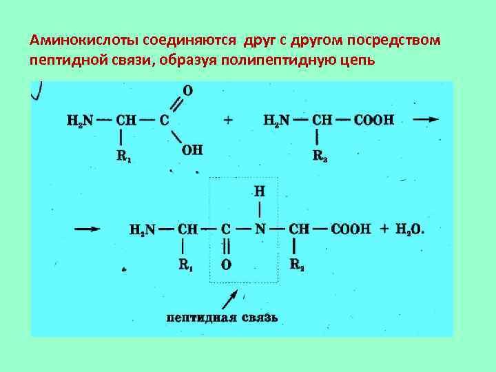 Укажите изображение пептидной связи между двумя аминокислотами в молекуле белка