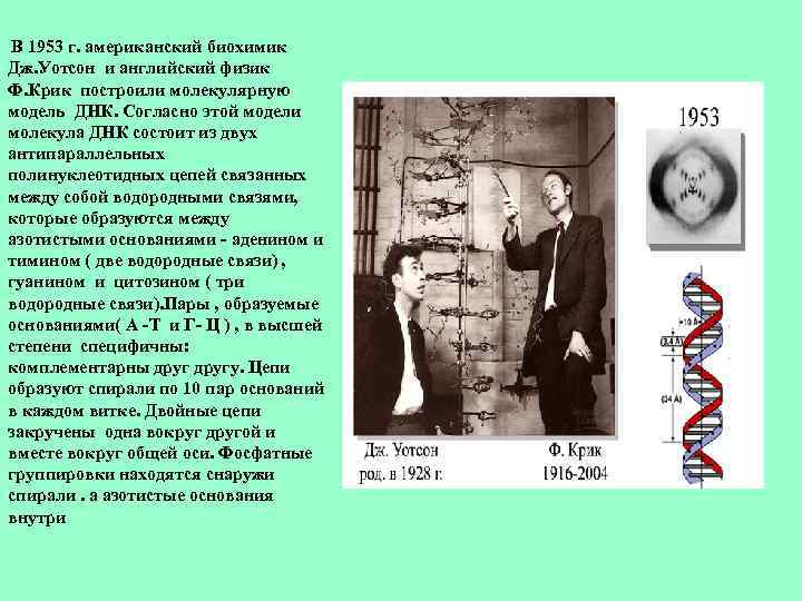  В 1953 г. американский биохимик Дж. Уотсон и английский физик Ф. Крик построили