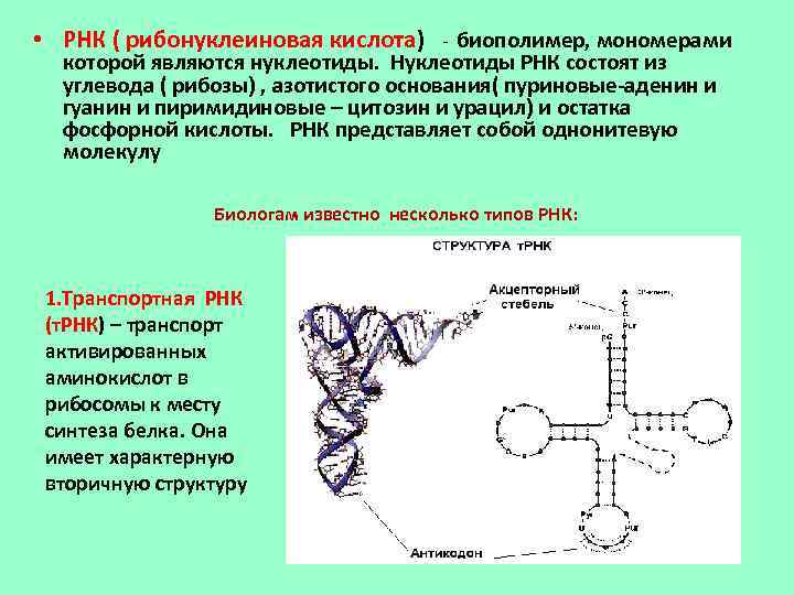 Нуклеотид биополимер. Рибонуклеиновая кислота. Рибонуклеиновая кислота препарат. РНК кислоты. Мономер РНК.