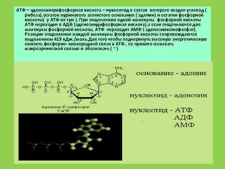 В состав атф входит углевод. Аденозин 5 трифосфорная кислота. Аденин рибоза 3 остатка фосфорной кислоты. Нуклеотид АТФ. Состав нуклеотида АТФ.