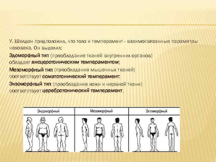 Внешние параметры человека. Типы телосложения по Шелдону. Шелдон типы телосложения. Типы темперамента по Шелдону. Шелдон типы темперамента типы телосложения.