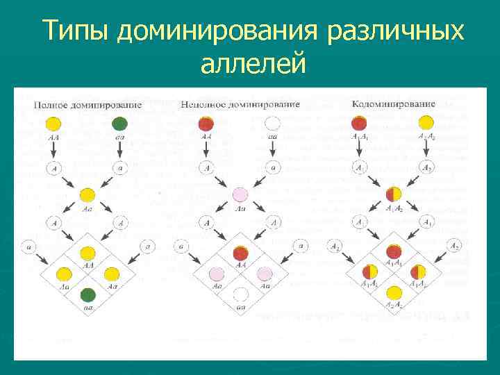 Типы доминирования различных аллелей 